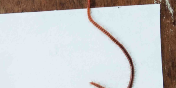 Kata-Kata Alpha ML dan Artinya